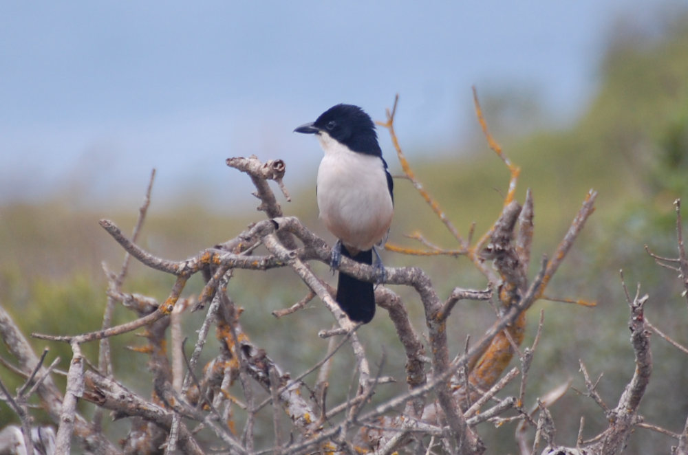 dal Sud Africa: Bubu meridionale (Laniarius ferrugineus)